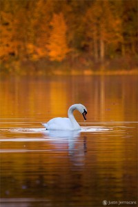 "Fall Swan Vertical" - French Creek State Park