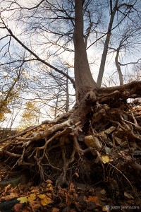 "Rooty Tree" - Antietam Lake, PA