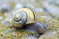 "Snail" - 