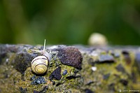 "Snail" - 