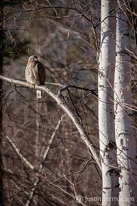 "Vermont Hawk" - 